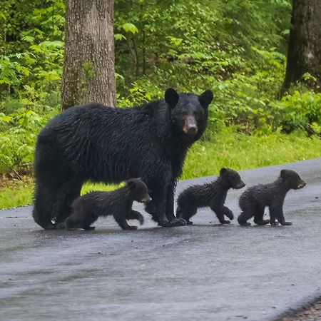 A Stones Throw, You Get 1089 Free Attraction Tickets Per Paid Day, Dollywood And Much More! Pigeon Forge Dış mekan fotoğraf