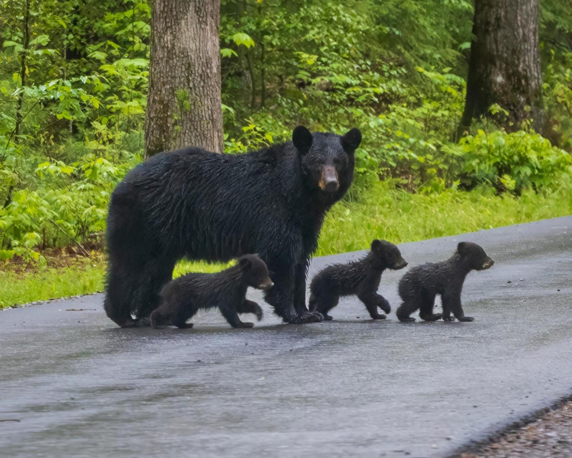 A Stones Throw, You Get 1089 Free Attraction Tickets Per Paid Day, Dollywood And Much More! Pigeon Forge Dış mekan fotoğraf
